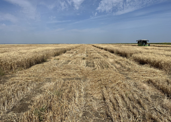 16.-Ecija-ensayos-cosecha-2