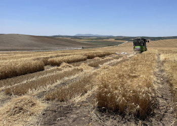 19.-Ecija-riego-ensayos-cosecha-2