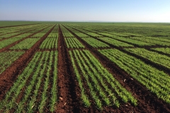 01.-Ensayos-de-trigo-en-enero