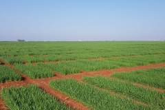 08.-Ensayo-Écija-febrero