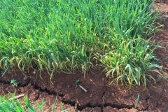 10.-Sequía-y-roya-amarilla-en-marzo