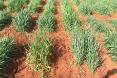 11.-Roya-amarilla-en-variedades-susceptibles