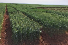 12.-Fuerte-sequía-en-marzo