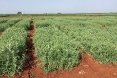 13.-Guisantes-terminando-la-floración