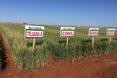 17.-Trigos-Harineros