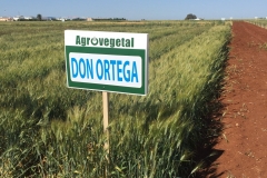 19.-Don-Ortega
