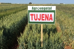 20.-Tujena