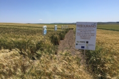 22.-Bandas-de-TRIDURAND-en-zona-ZEPA