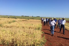 25.-Ensayos-de-guisante-madurando