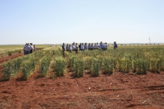 27.-Variedades-diferenciales-de-roya