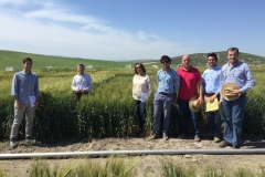 29.-Ensayos-de-TRIDURAND-en-Santaella