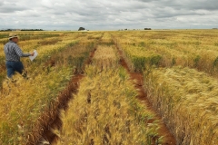 32.-Ensayos-afectados-por-sequía