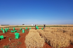 33.-Cosecha-ensayos-de-guisante