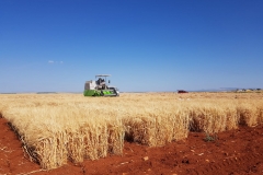 34.-Cosechando-ensayo-de-cebada