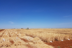 35.-Cosecha-de-ensayos-de-trigo