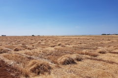 36.-Ensayos-cosechados