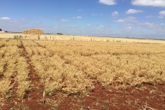 38.-Ensayos-de-garbanzo-maduros-1