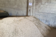 38.-Ensayos-de-garbanzo-maduros-2