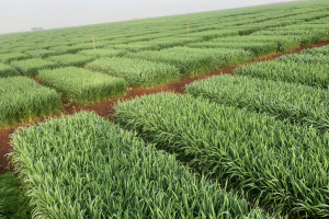 02-Ensayo-Ecija-marzo-2021