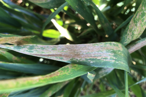 05-Septoria-trigo-duro-Ecija