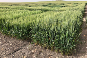 07-Ensayos-de-regadio