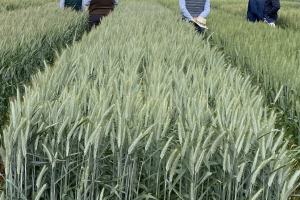 09-RUMBOSO-en-ensayo-de-Ecija-2021