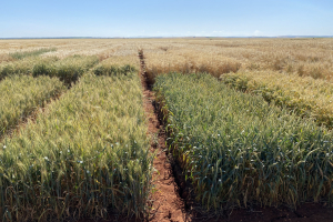 12-Variedades-tardias-de-trigo-blando