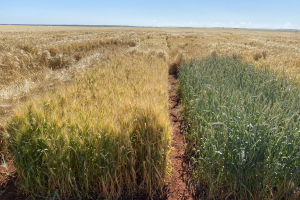 13-Variedad-tardia-de-triticale