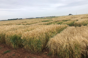 14-Ensayo-cebadas-en-ecija