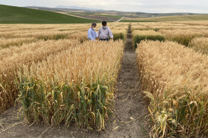 16-Ensayos-de-riego-en-madurez