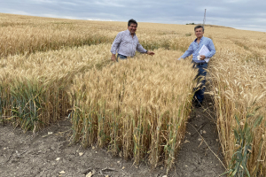 18-Nuevo-trigo-apara-el-futuro