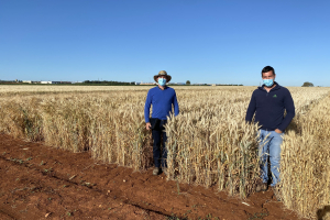 19-Bandas-de-triticale-maduro