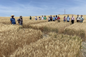 21-Tecnicos-de-Agrovegetal-en-los-ensayos