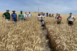 22-Tecnicos-con-nuevos-triticales
