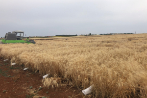 24-Cosecha-de-ensayos-secano