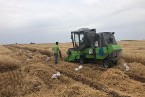 25-Cosecha-ensayos-Ecija