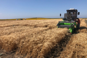 26-Cosecha-ensayos-riego