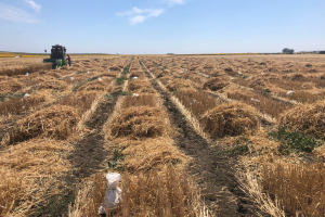 27-Cosecha-ensayos-riego