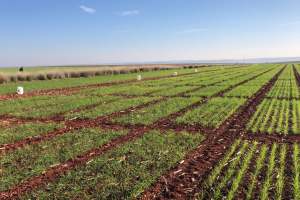 02.-Ensayos-de-Ecija-en-enero