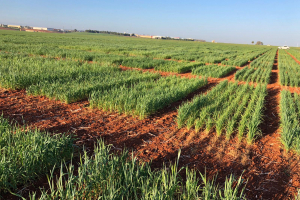 05.-Ecija-Secano-2022