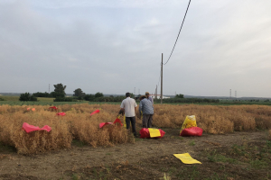 11.-Preparando-cosecha-de-guisantes