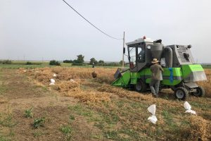 12.-Cosechando-guisantes