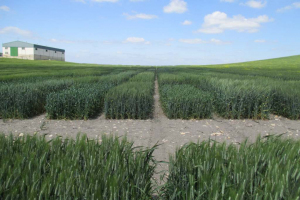 14.-Ecija-regadio-ensayo-Irta