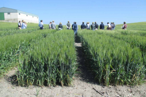 16.-Trigos-duros-en-regadio