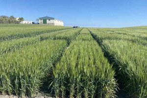 17.-Ensayos-de-regadio