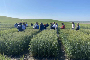 18.-Nuevas-variedades-de-triticale