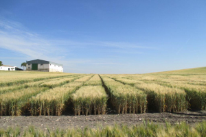 22.-Frontal-ensayo-94