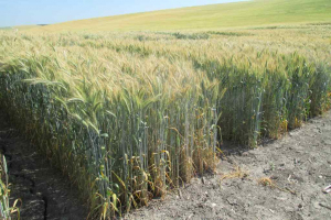 23.-Jacarandoso-Airoso