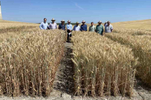 24.-Sectorial-Herbaceos-de-Cooperativas