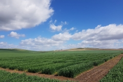 01. Ensayos de riego (Écija)